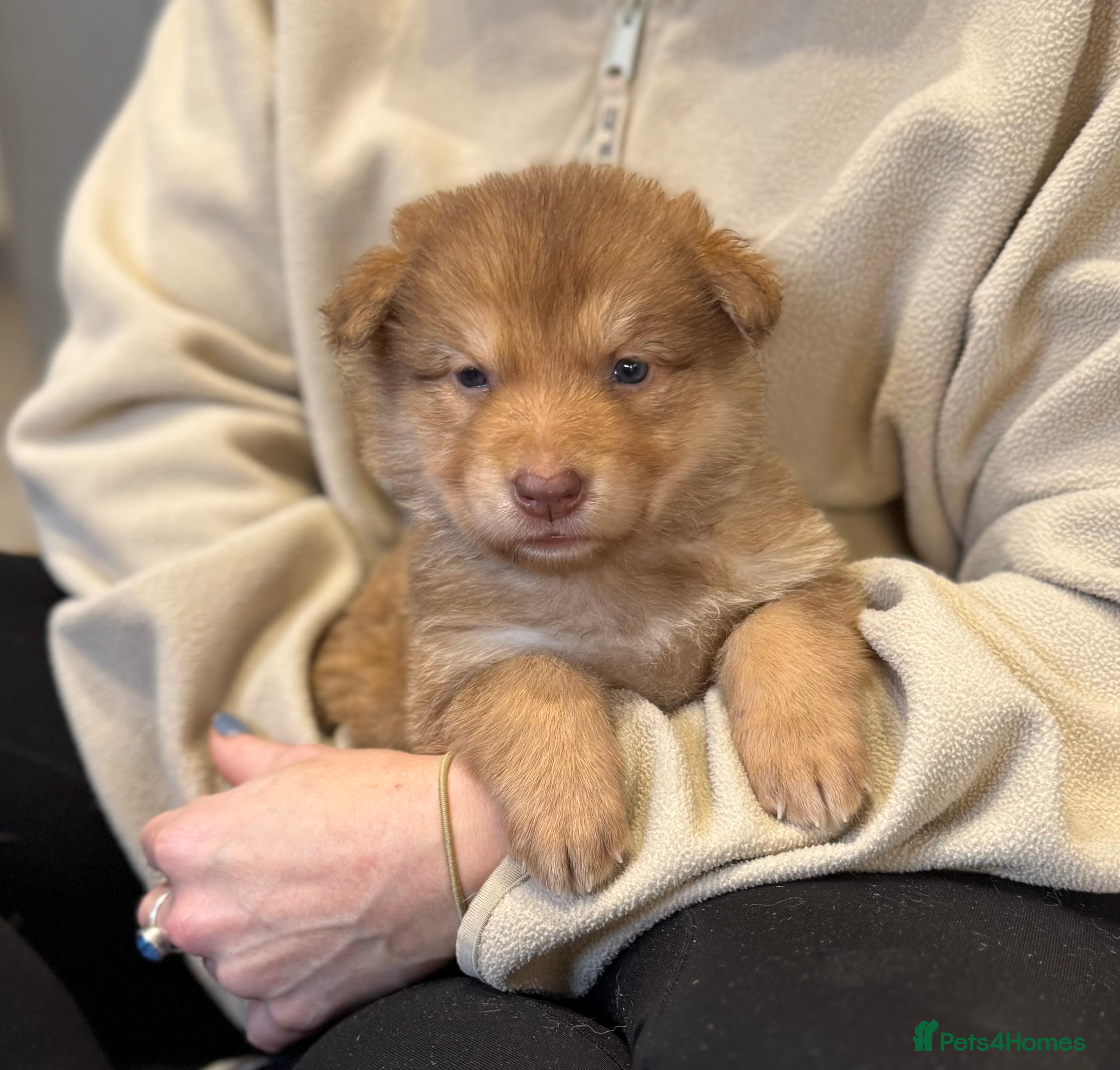 German Shepherd dogs Stunning German Shepherd X Puppies  - Advert 3