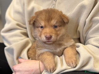 German Shepherd dogs Stunning German Shepherd X Puppies - Advert 3