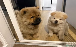 Chow Chow dogs for sale: Chow Chow white female! - Image 4