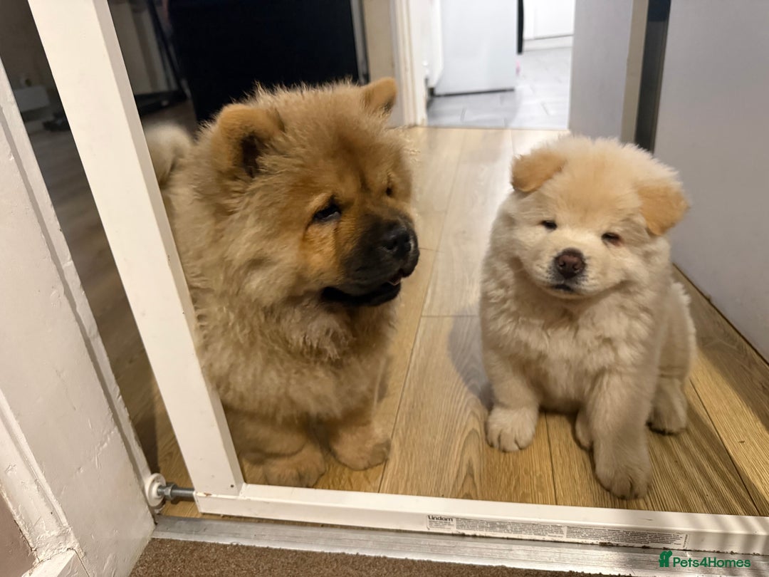 Chow Chow dogs for sale: Chow Chow white female! - Image 4