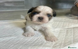 Shih Tzu dogs for sale: Beautiful litter of Shih tzu puppy’s  - Image 4