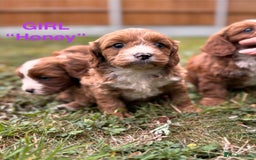 Cavapoo dogs for sale: Stunning cavapoo pups *ready to leave 29th august* - Image 13