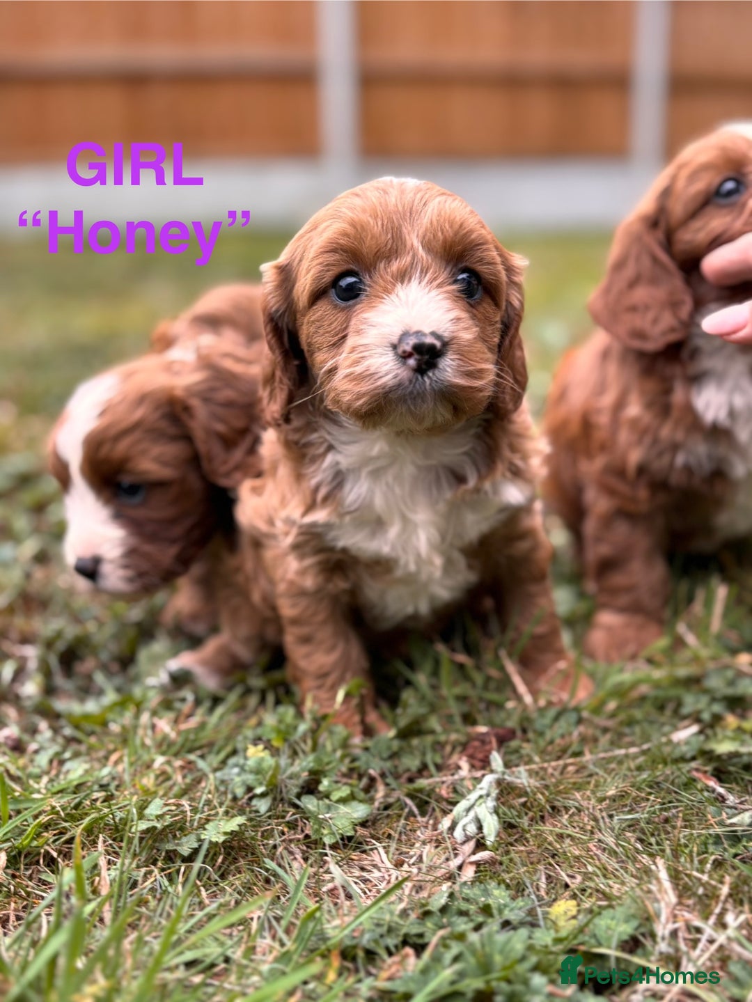 Cavapoo dogs for sale: Stunning cavapoo pups *ready to leave 29th august* - Image 13