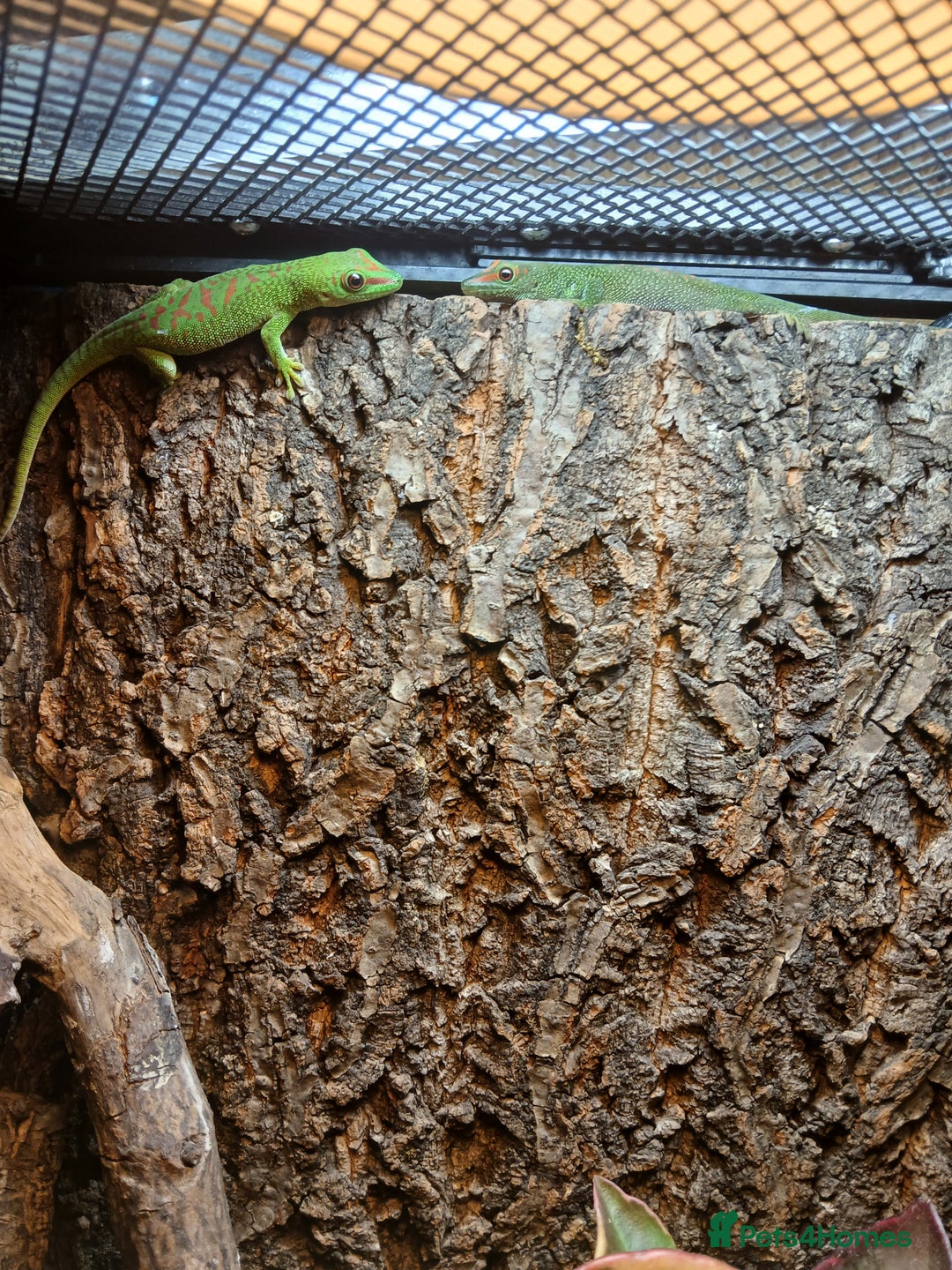 Gecko reptiles for sale: Giant day gecko  - Advert 2