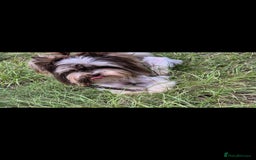 Yorkshire Terrier dogs for stud:  Biro &Black  - Image 4