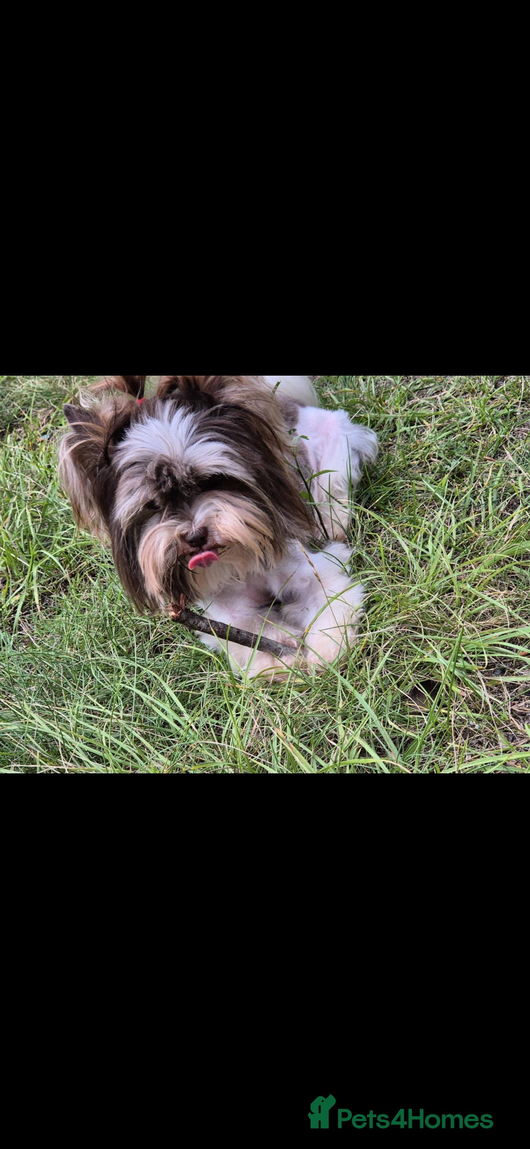 Yorkshire Terrier dogs for stud:  Biro &Black  - Image 4