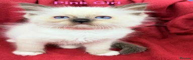 Ragdoll 6