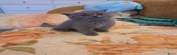 British Shorthair cats for sale: Top Quality purebreed BSH kittens - Advert 9