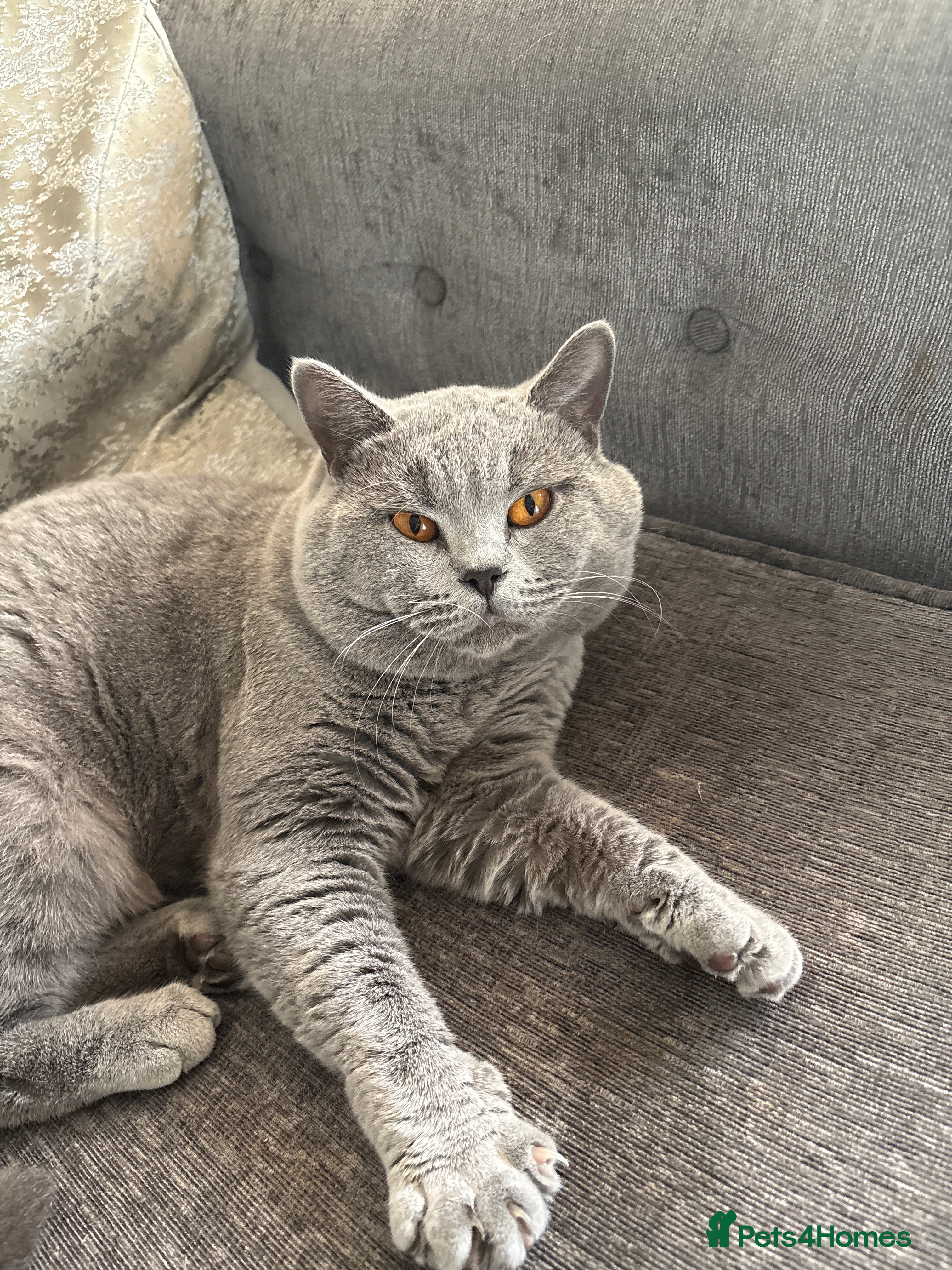 British Shorthair cats BEAUTIFUL BRITISH SHORTHAIR MALE - Advert 1