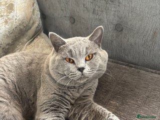 British Shorthair cats BEAUTIFUL BRITISH SHORTHAIR MALE - Advert 2