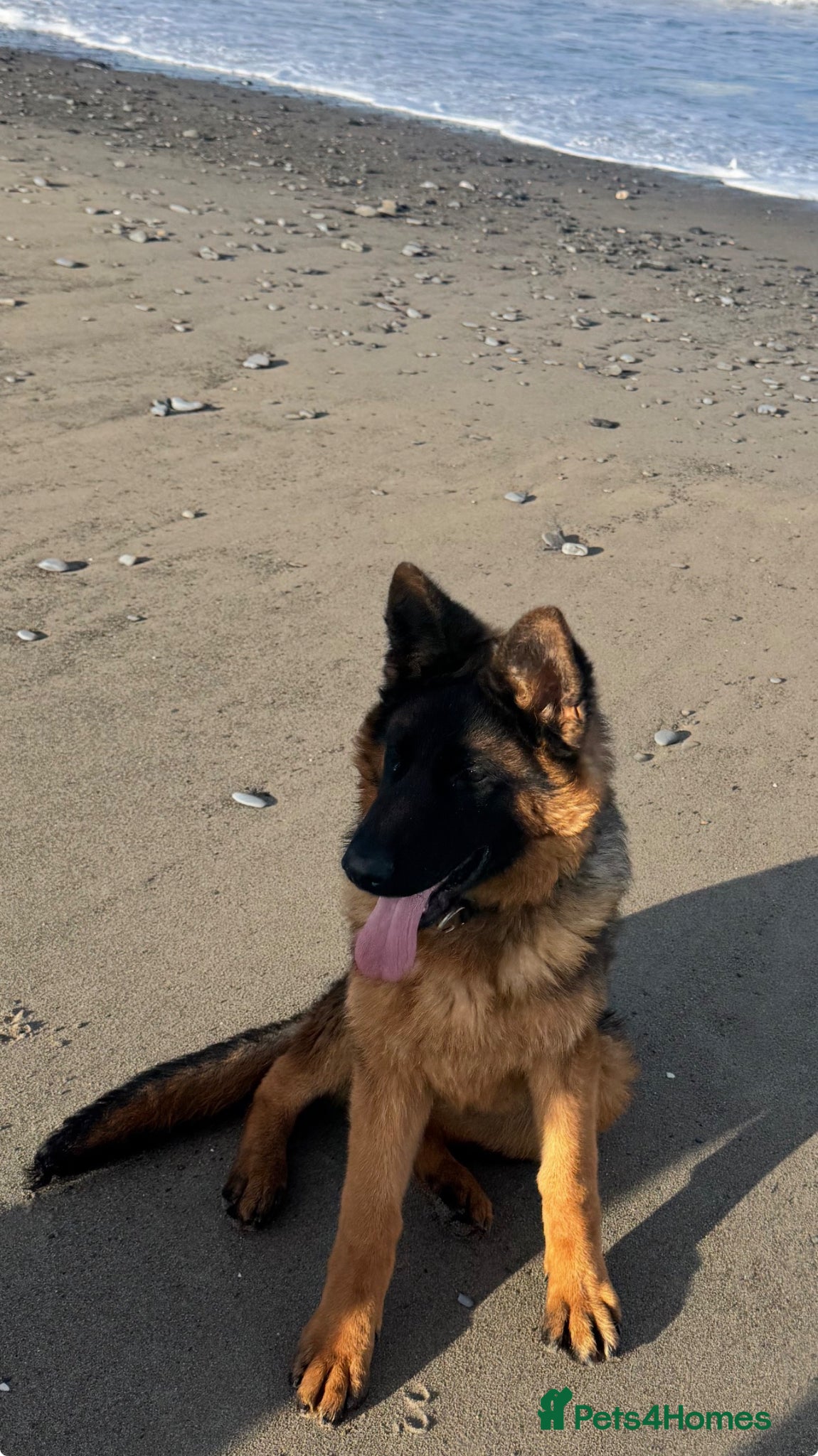 German Shepherd dogs Beautiful KC girl looking for her forever home - Advert 1