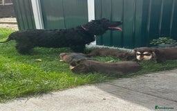 Cocker Spaniel dogs for sale: Show type cocker spaniel puppies  - Image 21