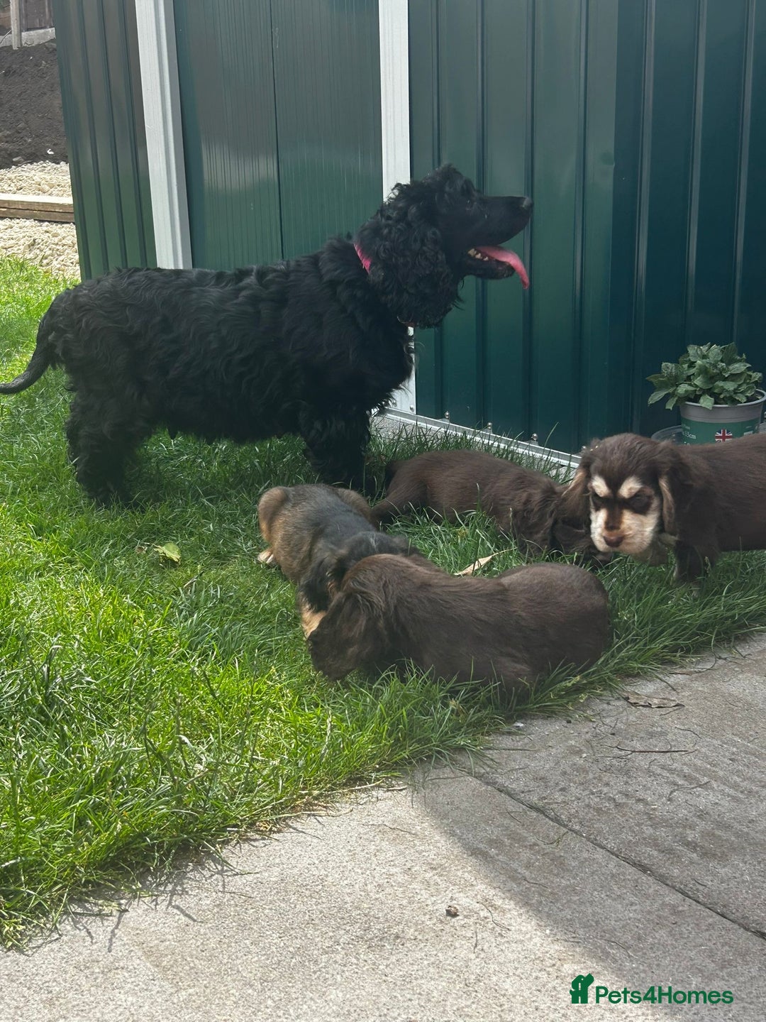 Cocker Spaniel dogs for sale: Show type cocker spaniel puppies  - Image 21