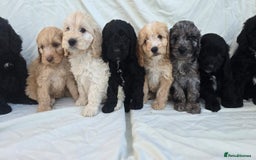 Cockapoo dogs for sale: Cockapoo - Image 5
