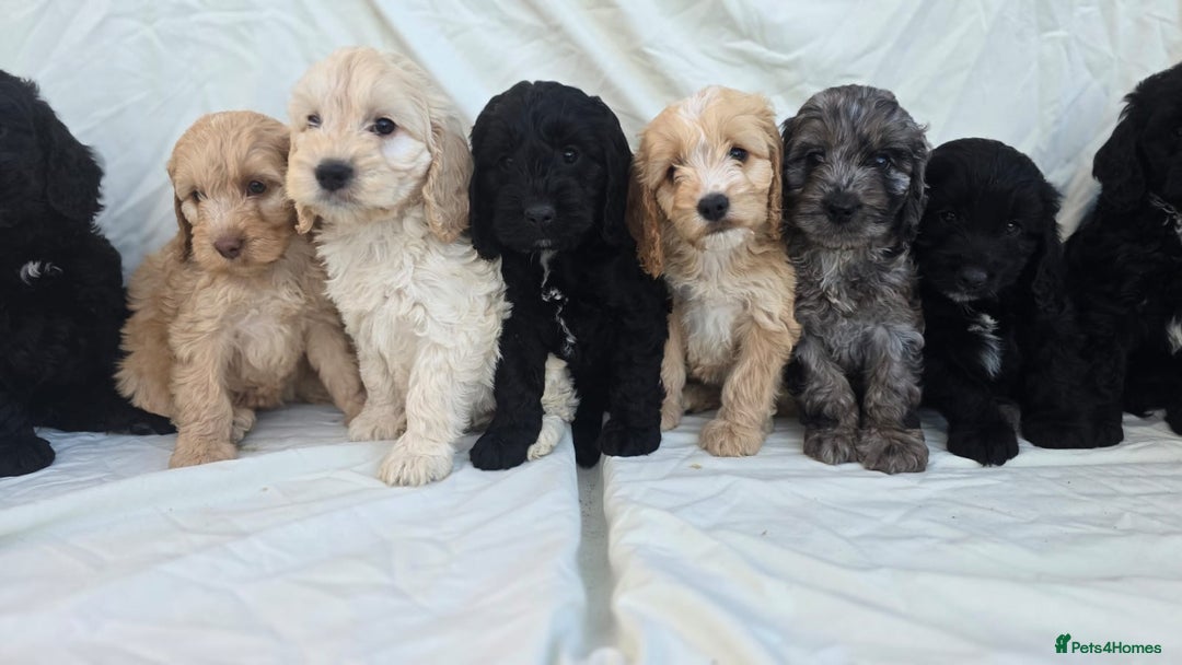Cockapoo dogs for sale: Cockapoo - Image 5