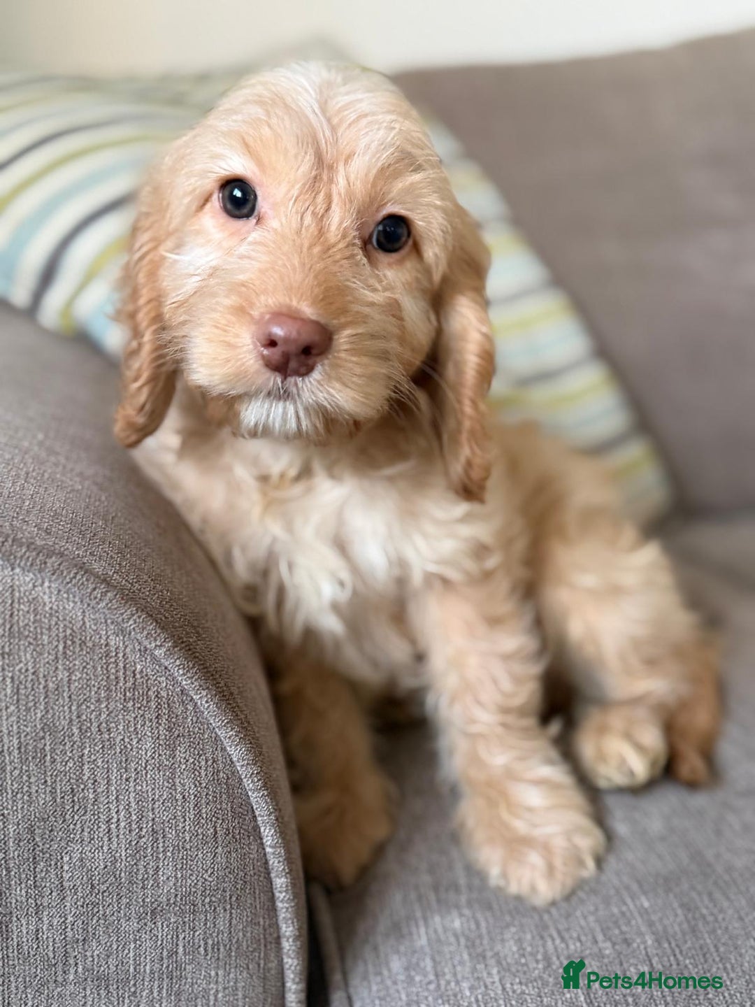 Cockapoo dogs for sale: F1 mixed coloured Cockapoo puppies - Advert 11