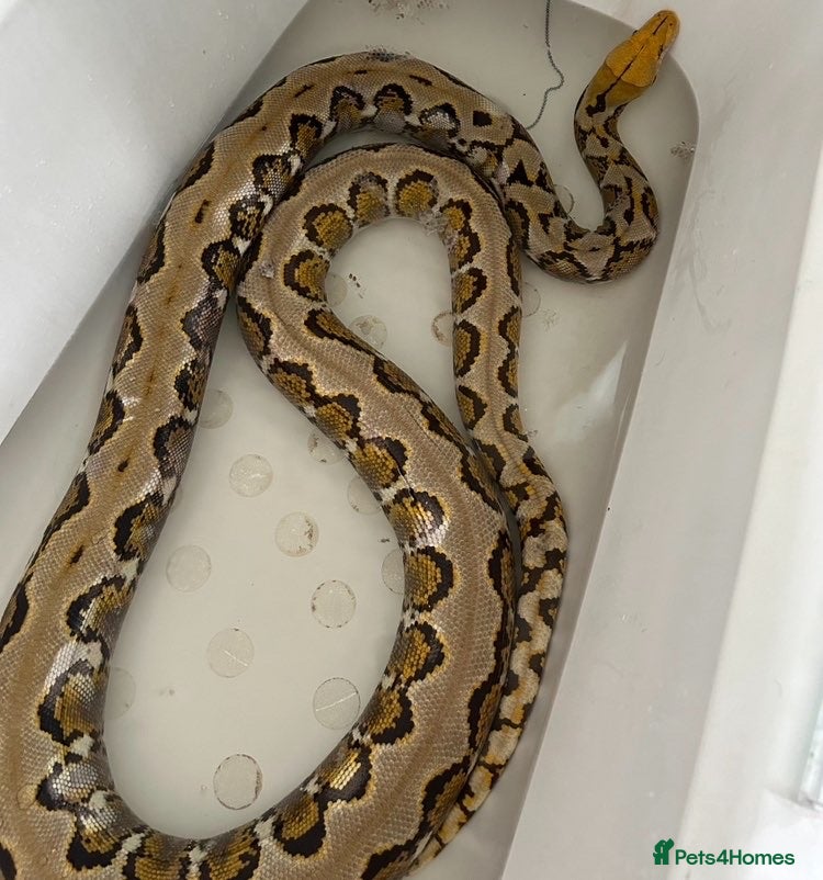 Python Snake reptiles Retic for sale - Advert 1