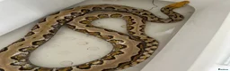 Python Snake reptiles for sale: Retic for sale in Walton on the Naze - Advert 1