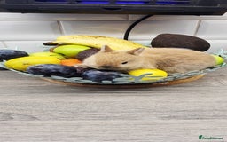 Netherland Dwarf rabbits for sale: One beautiful little buny boy left  - Image 1