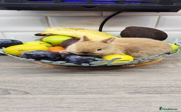 Netherland Dwarf rabbits - Advert 2