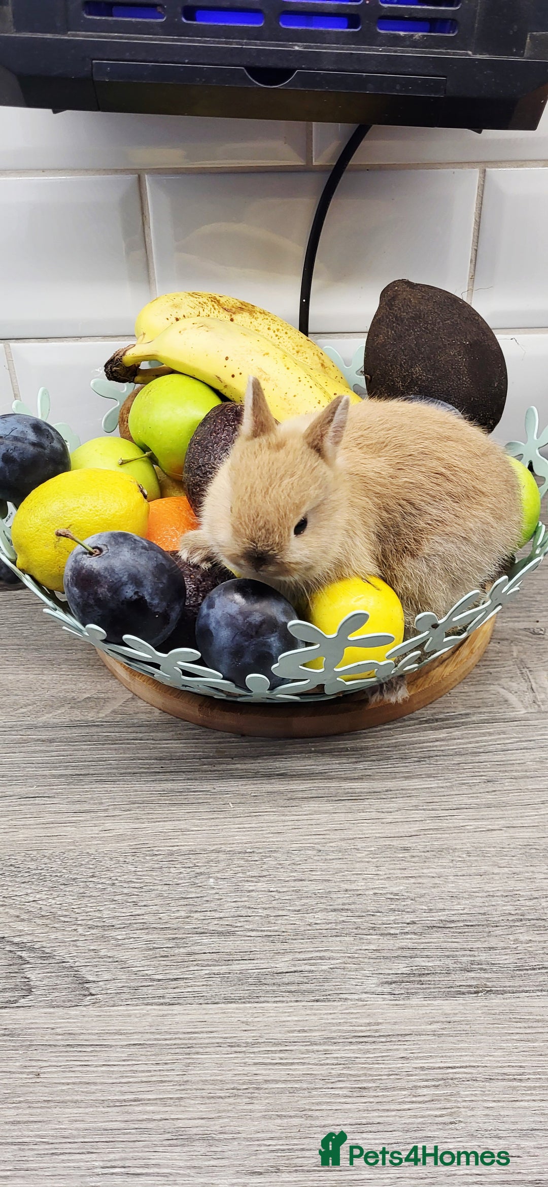 Netherland Dwarf rabbits for sale: One beautiful little buny boy left  - Image 1