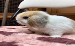 Dwarf Lop rabbits for sale: Stunning friendly dwarf lops  - Image 20