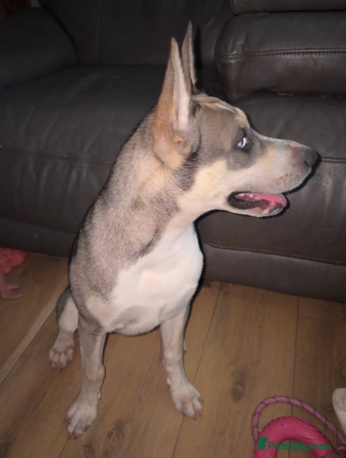 Mixed Breed dogs for sale: Poppy  in Burnley - Advert 3