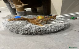 Mixed Breed cats for sale: Stunningly Gorgeous ginger kittens - Image 9