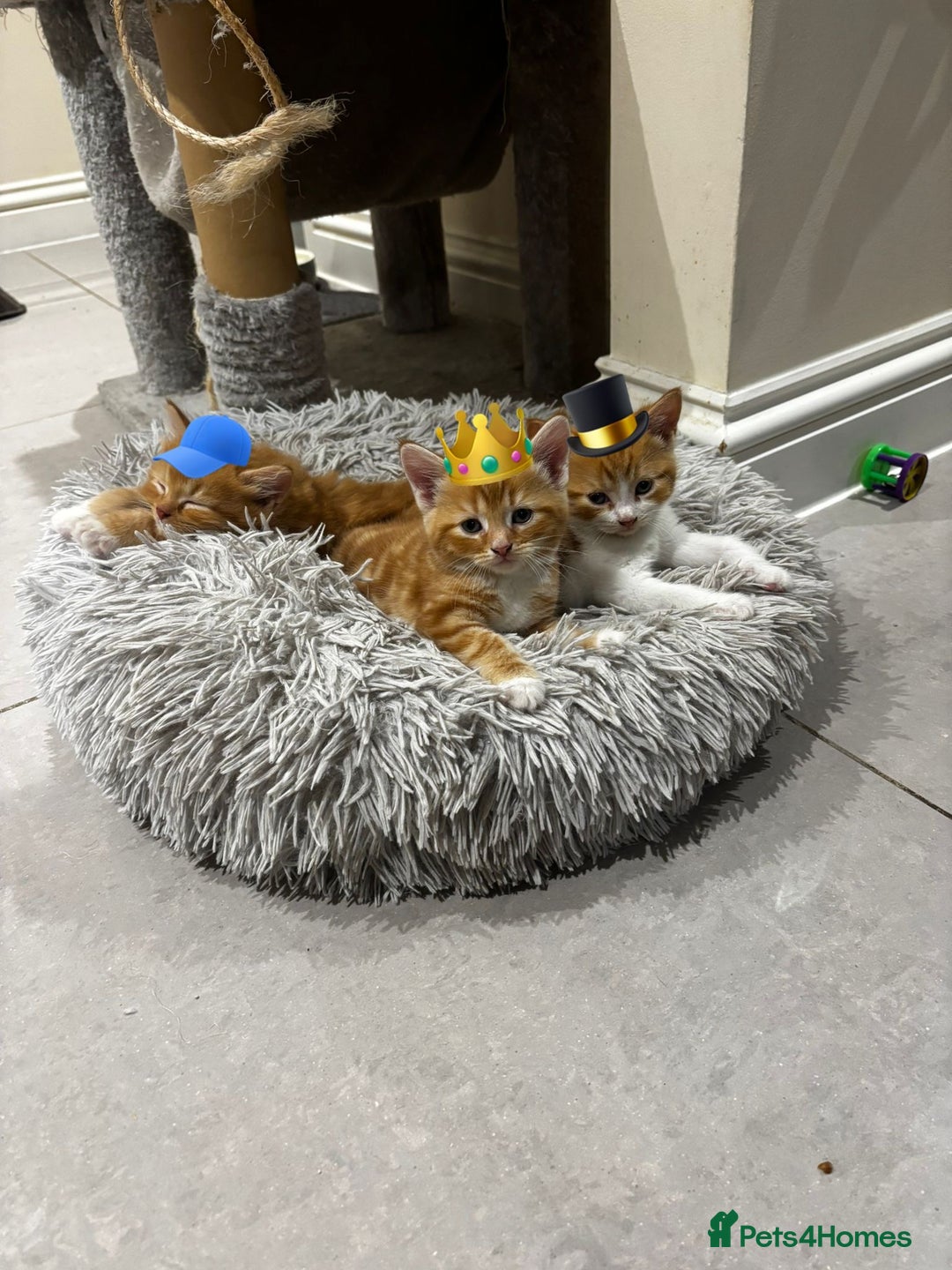 Mixed Breed cats for sale: Stunningly Gorgeous ginger kittens - Image 9