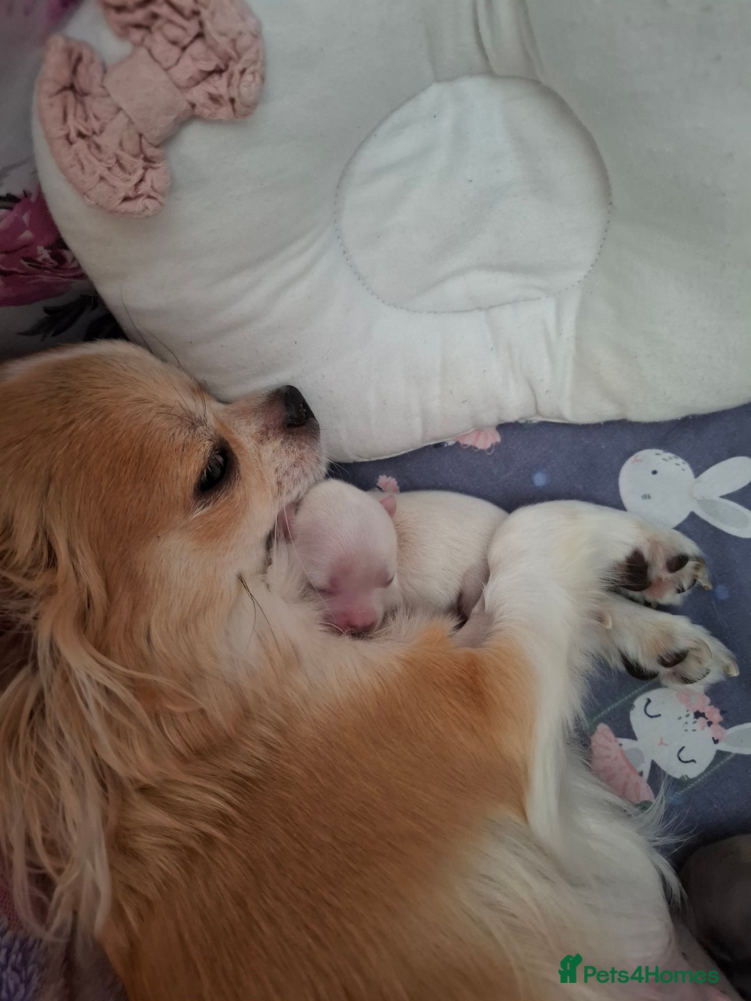 Chihuahua dogs for sale: Gorgeous Chihuahua puppies ❤️👑❤️ Bristol  - Advert 10