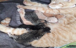 Bengal cats for sale: Bengal kittens for rehome - Image 3