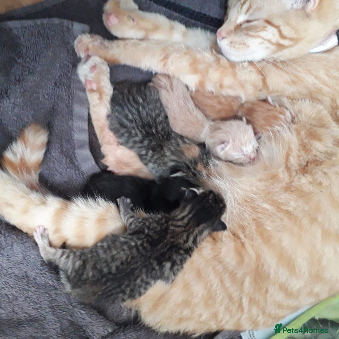 Bengal cats for sale: Bengal kittens for rehome - Image 3