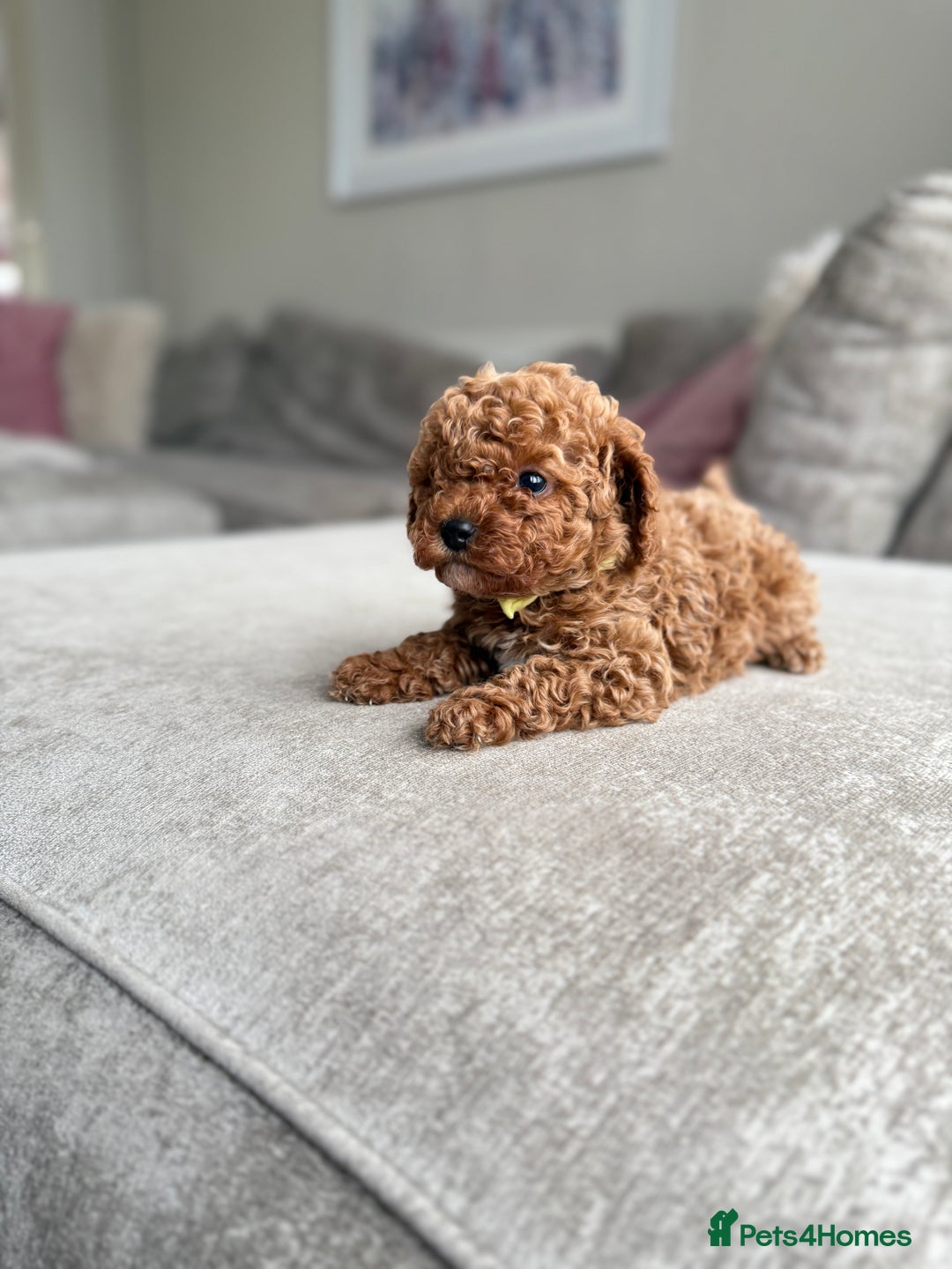 Cavapoo dogs for sale: 🌟 Premium F1bb Toy Cavapoo Puppies 🌟 - Advert 6