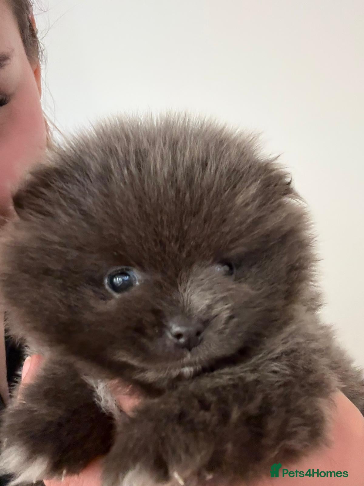 Pomeranian dogs Pomiranian - Advert 2