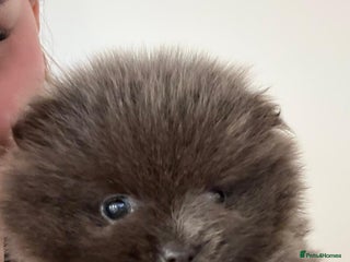 Pomeranian dogs Pomiranian - Advert 2