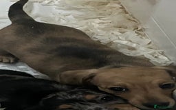 Miniature Dachshund dogs for sale: Beautiful bitch pup - Image 4