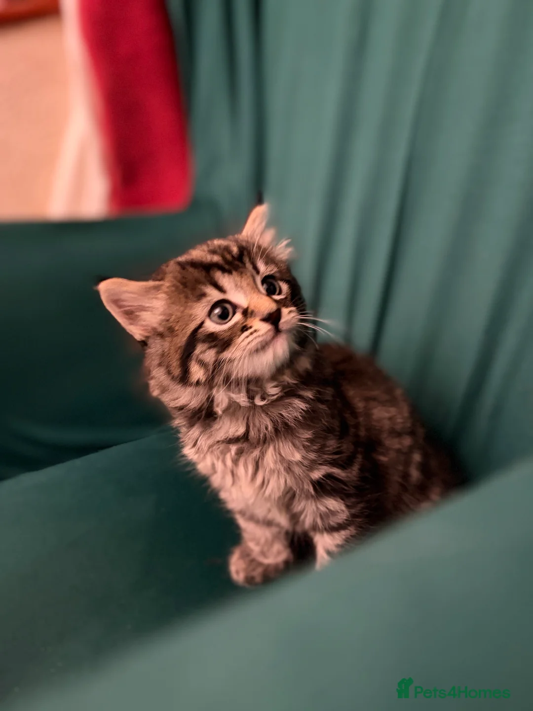 Mixed Breed cats for sale: Tabby kittens sale  - Advert 6