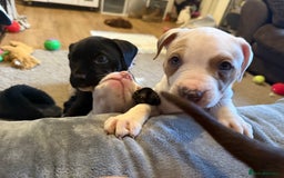 Mixed Breed dogs for sale: American bulldog cross staffie  - Advert 2