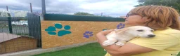 Mixed Breed dogs for adoption: 🌸 ALICE — A GENTLE LITTLE GIRL FULL OF LOVE 🌸 in Nottingham - Advert 10