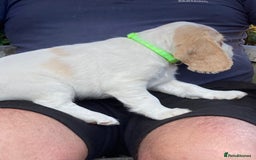 Cocker Spaniel dogs for sale: Cocker Spaniels, working type, KC reg, DNA clear - Image 19
