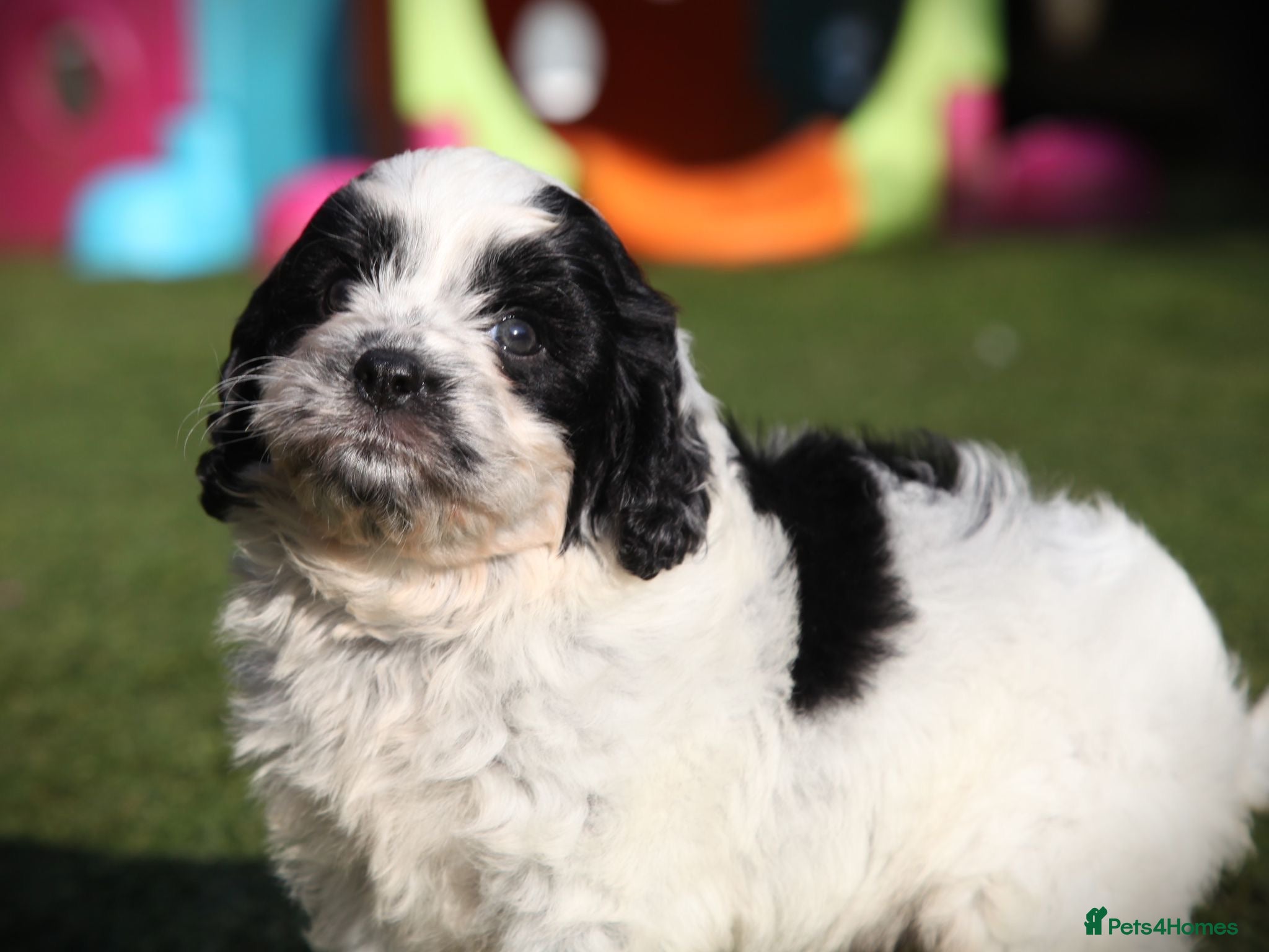 Cavapoo dogs Gorgeous Parti Colour Cavapoos 🖤 - Advert 5