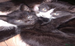 British Shorthair cats for sale: Lovely kittens looking for home - Image 2