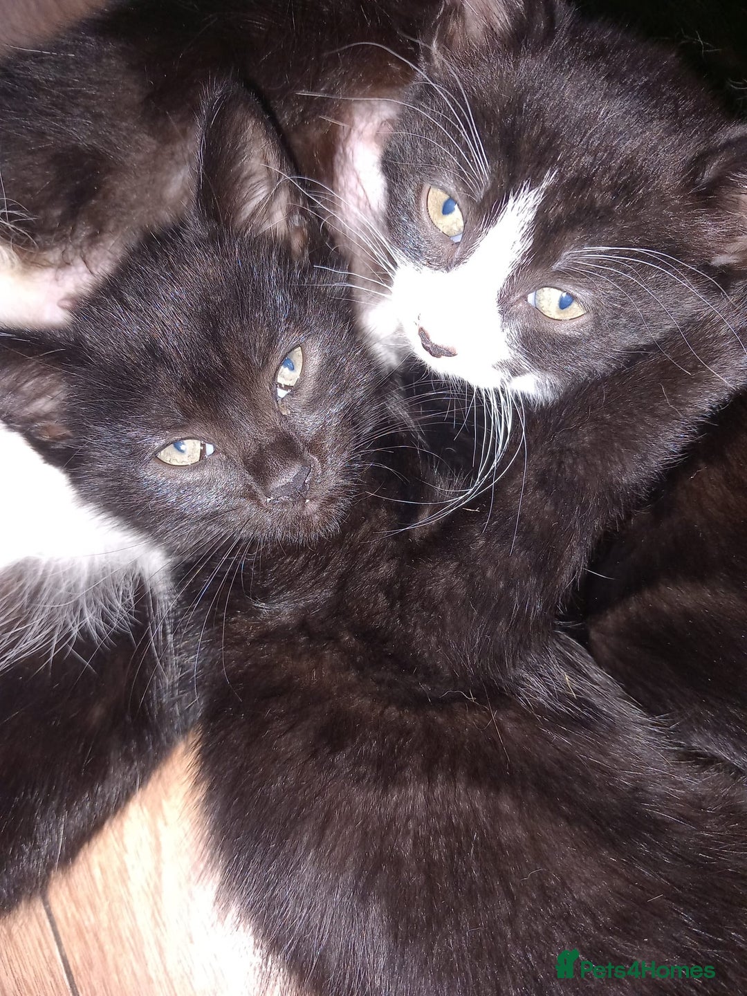 British Shorthair cats for sale: Lovely kittens looking for home - Image 2