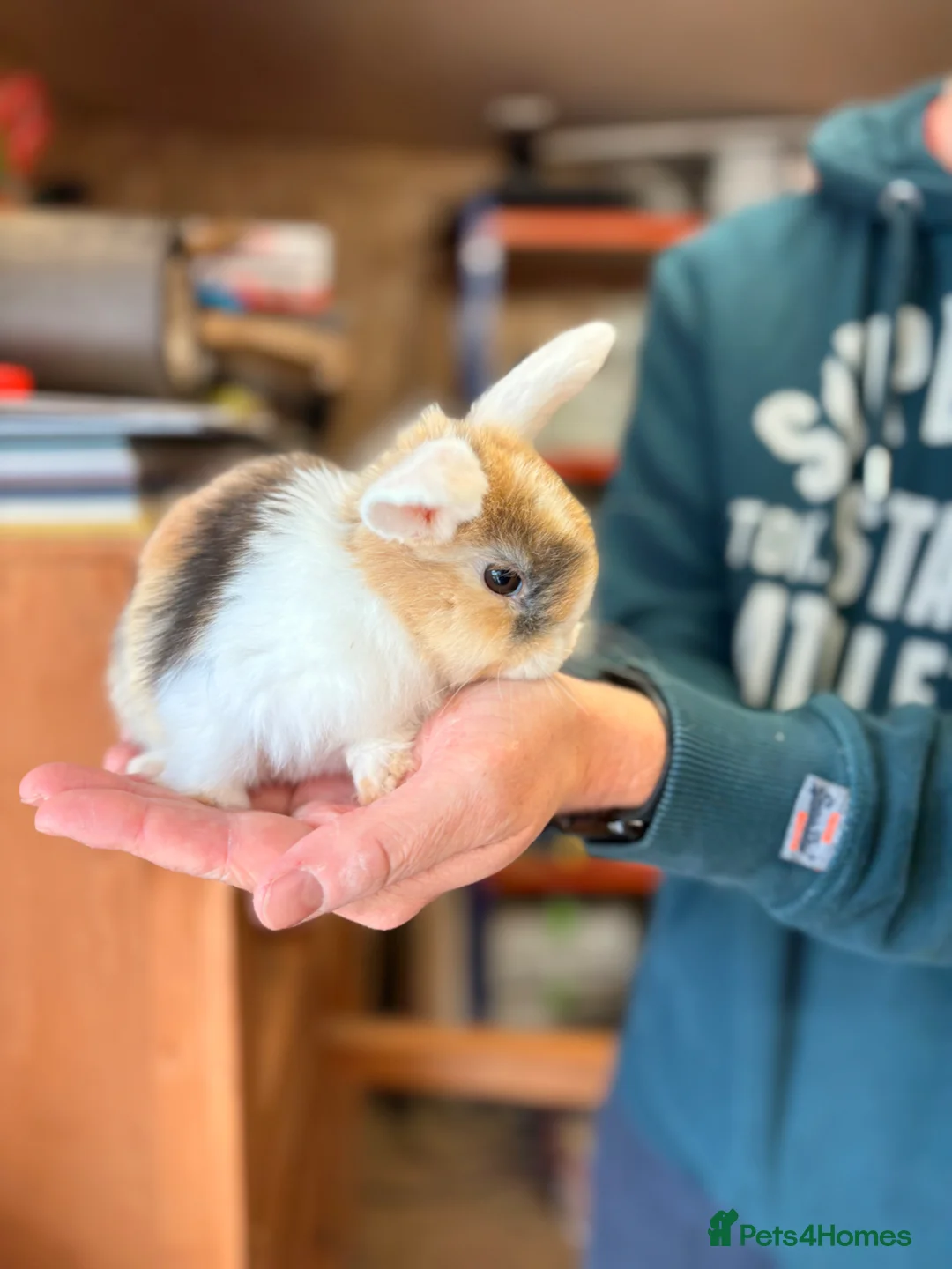Mini Lop rabbits for sale: Gorgeous Mini Lop Bunny Rabbits - Advert 11