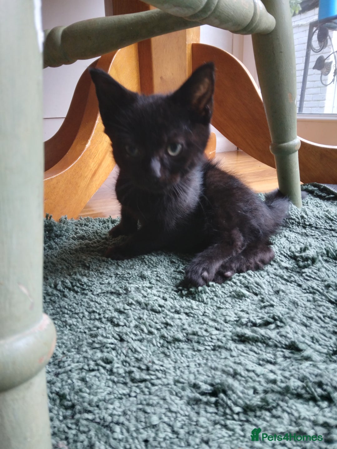 Mixed Breed cats for sale: Ragdoll cross kittens - Image 6