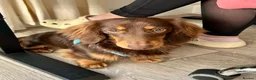 Dachshund dogs for stud: Milo Male long hair dachshund  in Hampton - Advert 5