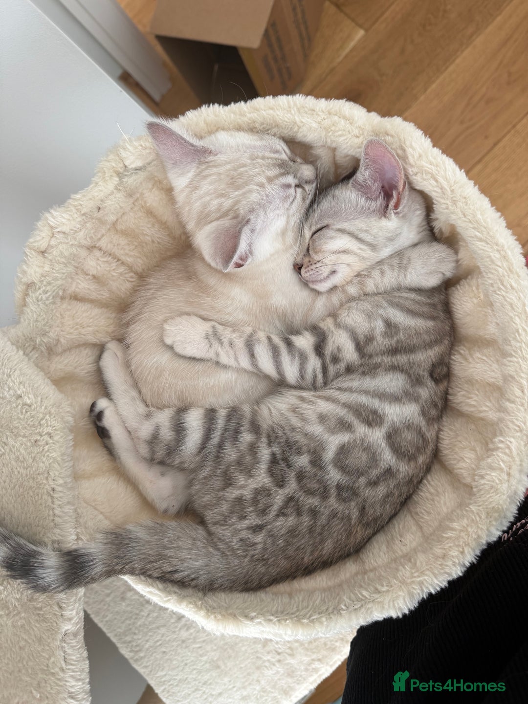 Bengal cats for sale: Beautiful Bengal kittens  in Cambridge - Image 1