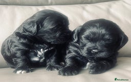 Shihpoo dogs for sale: Shipoo Pups LAST 2 - Image 5