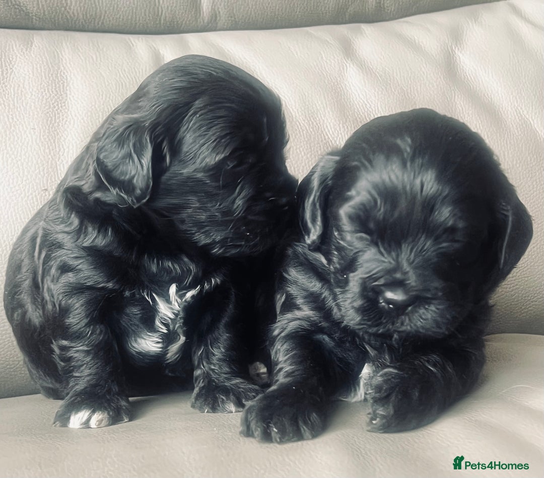 Shihpoo dogs for sale: Shipoo Pups LAST 2 - Image 5