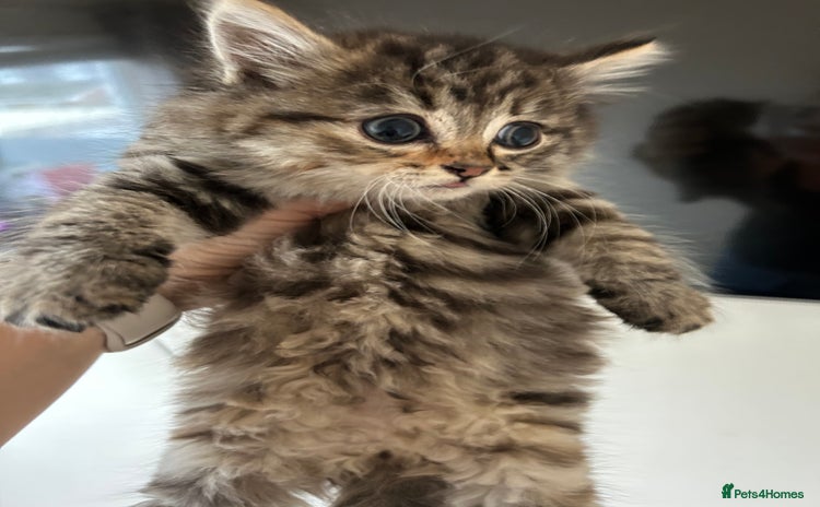Mixed Breed cats - Advert 7